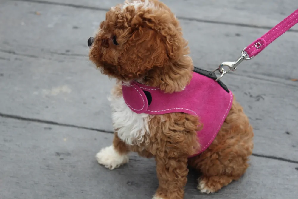 Harness-Collar-Leash